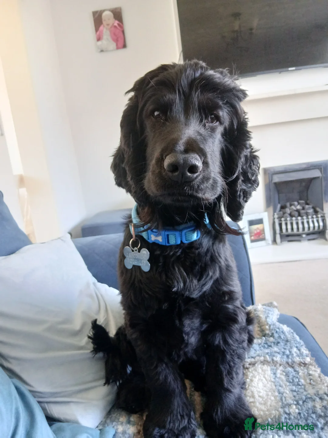 Cocker Spaniel dogs for stud:  🐾 Handsome Solid Black Cocker Spaniel – Stud 🐾 - Advert 2