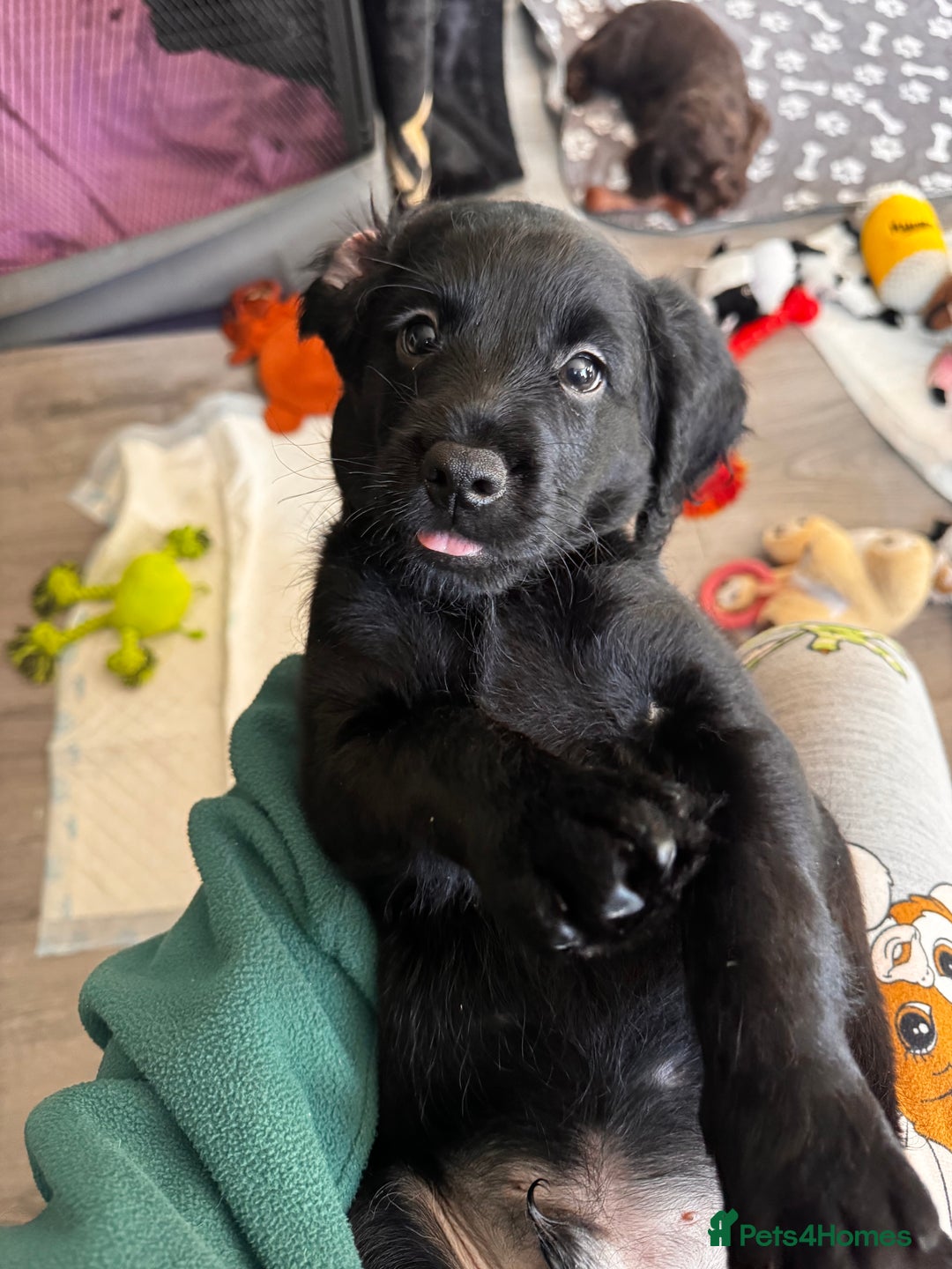 Mixed Breed dogs for sale: Labradoodle cross cockapoo puppy’s  - Image 8