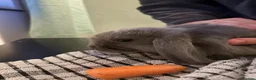 Mini Lop rabbits for sale: Baby rabbits  - Advert 4