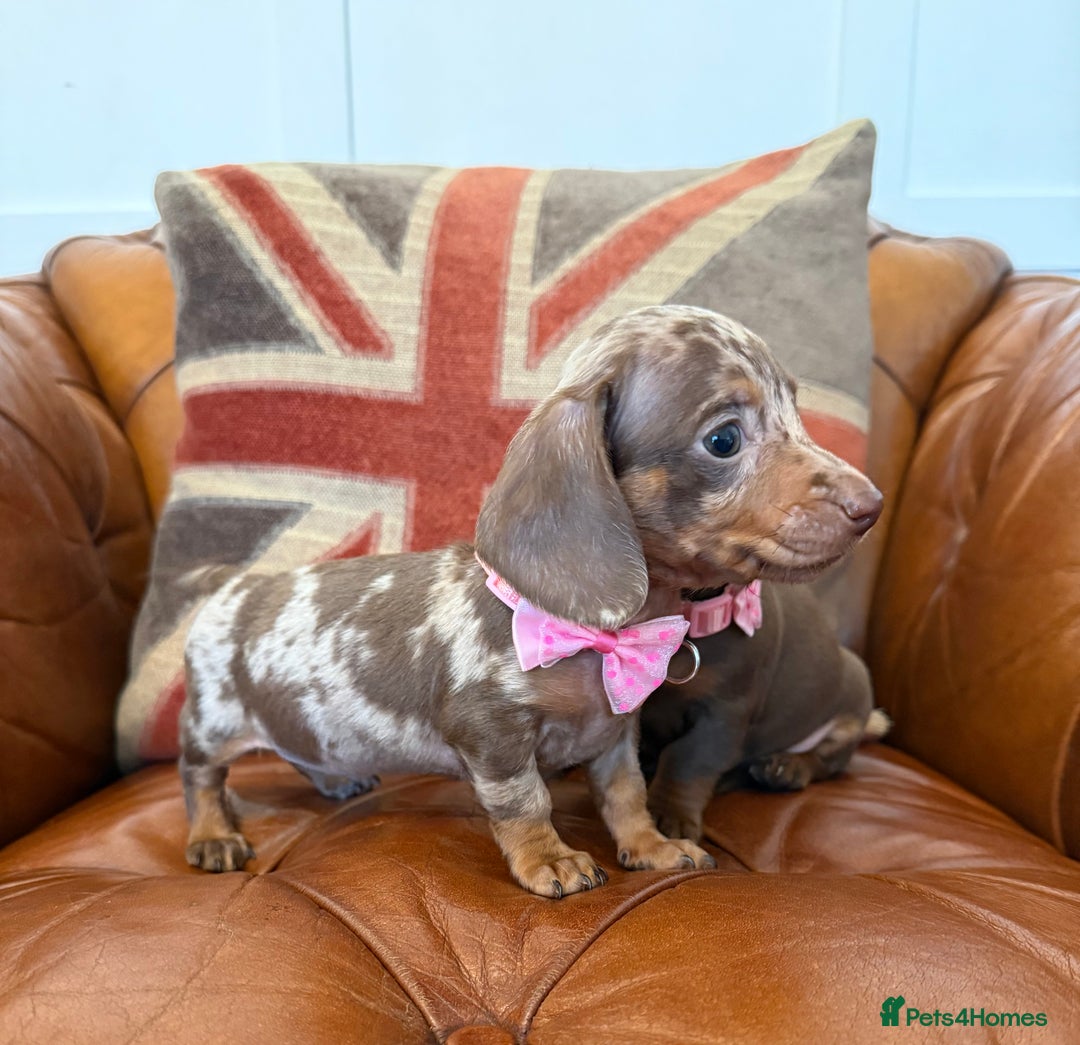 Miniature Dachshund dogs for sale: Beautiful Miniature Dachshunds 5 ⭐ License Breeder - Advert 22