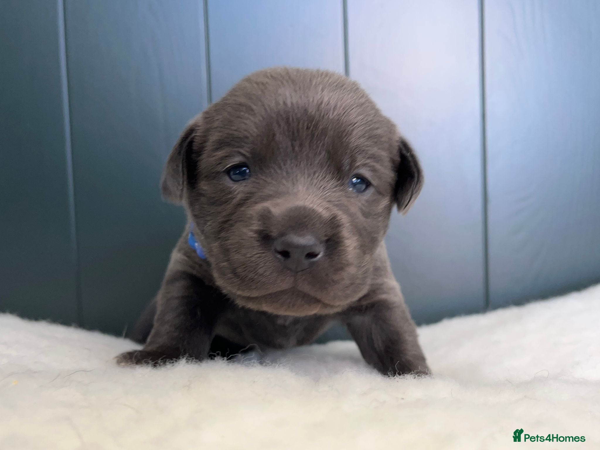 Labrador Retriever dogs Perfect Health Tested Silvers & Charcoals  - Advert 1
