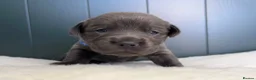 Labrador Retriever dogs for sale: ⭐Highest Health Tested Silvers & Charcoals⭐  - Advert 21