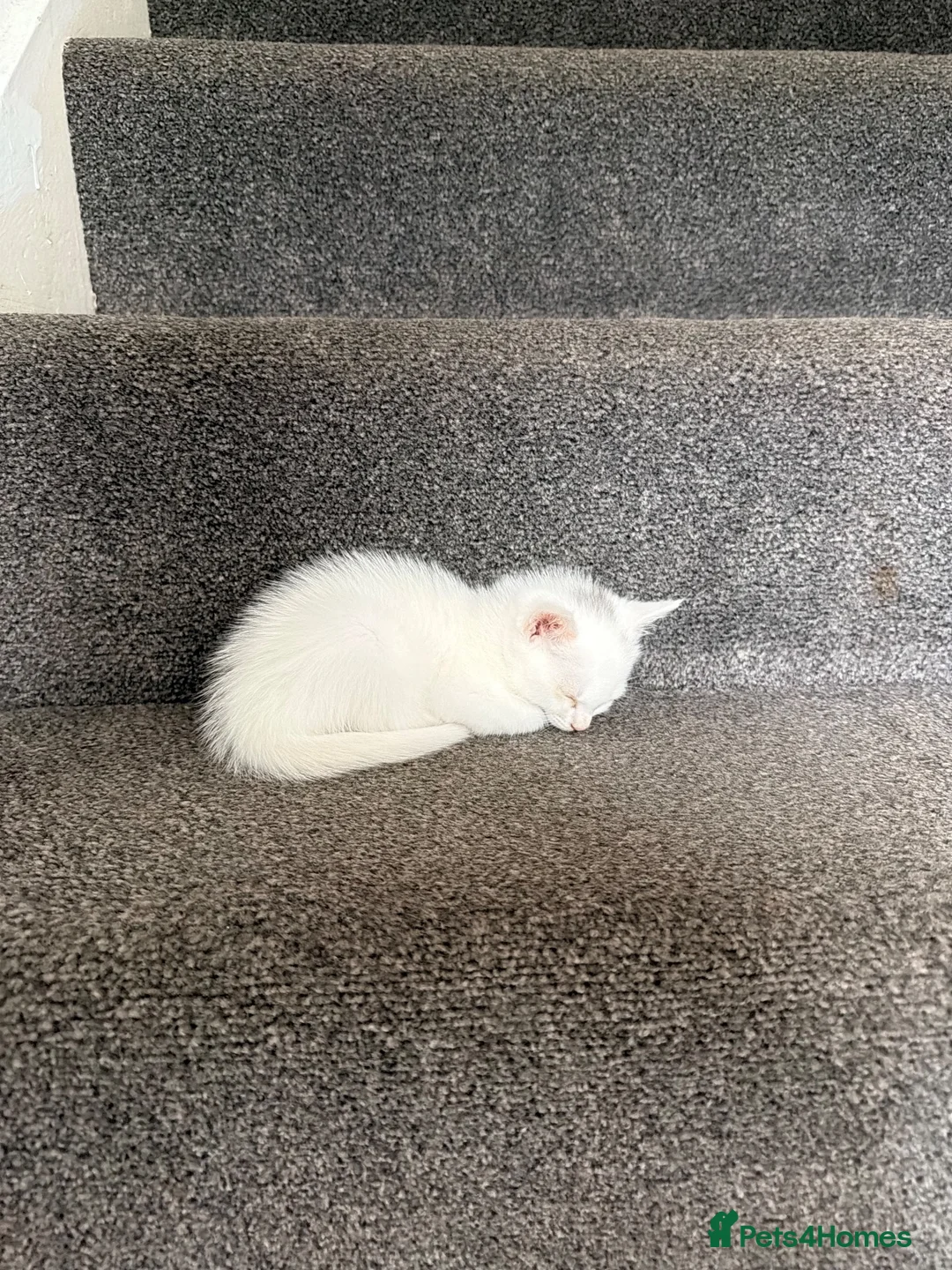 Domestic Shorthair cats for sale: Beautiful White Female Kitten – Loving Home Wanted - Advert 4