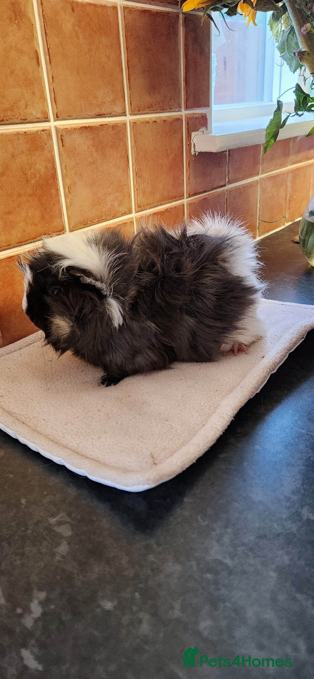 Guinea Pig rodents for sale: Guinea pig trio - Image 6