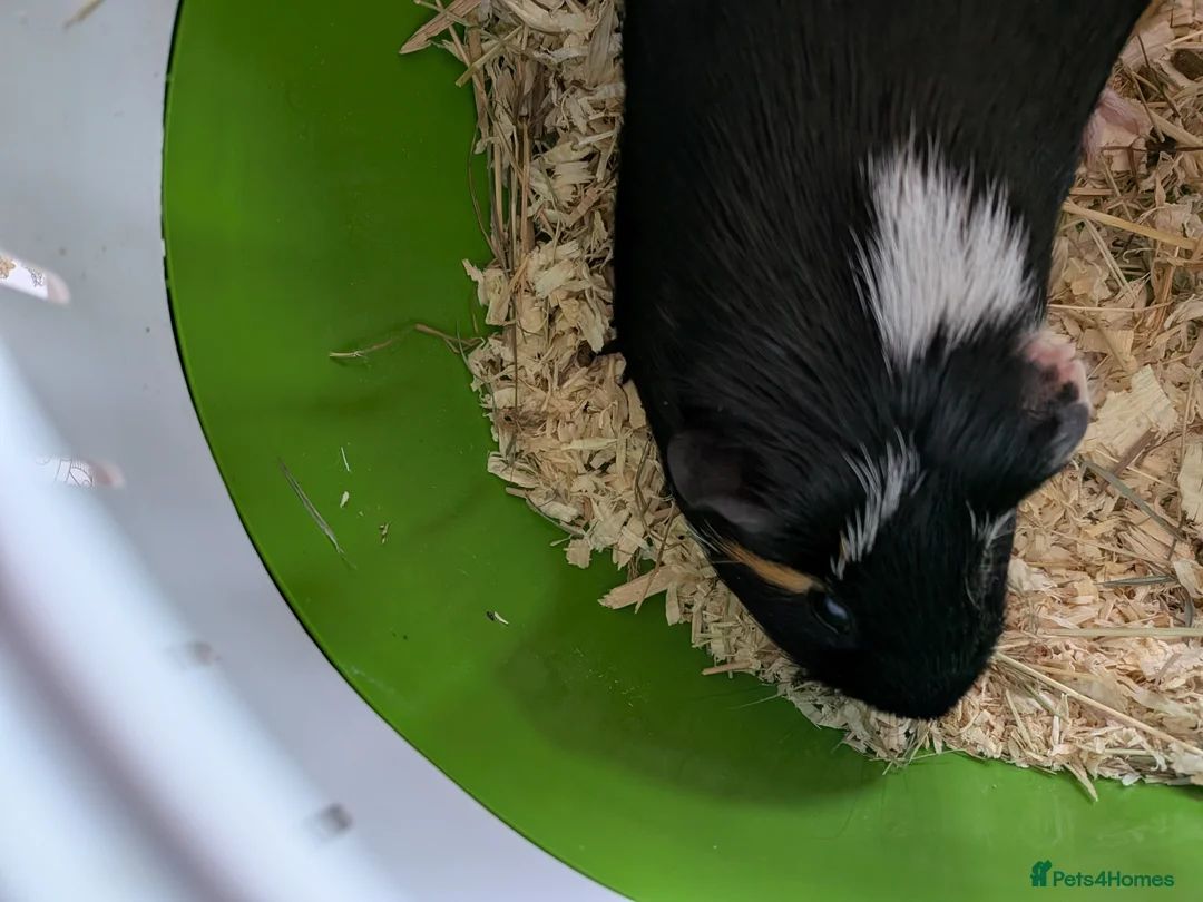 Guinea Pig rodents for sale: X3 male guinea pigs  - Advert 9