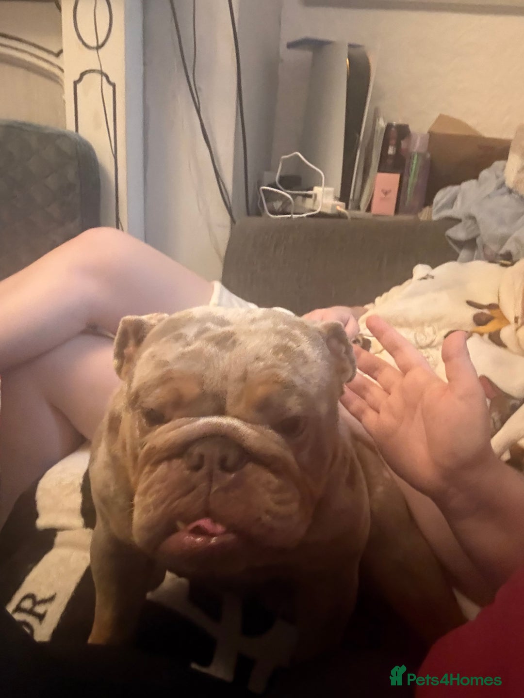 English Bulldog dogs for sale: Beautiful female English bulldog  - Advert 6