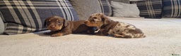 Miniature Dachshund dogs for sale: NICE PUPPPIES MINI DACHSHUND  - Advert 9