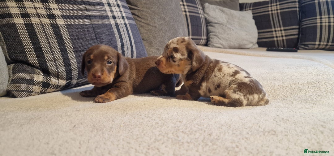 Miniature Dachshund dogs for sale: NICE PUPPPIES MINI DACHSHUND  - Advert 9