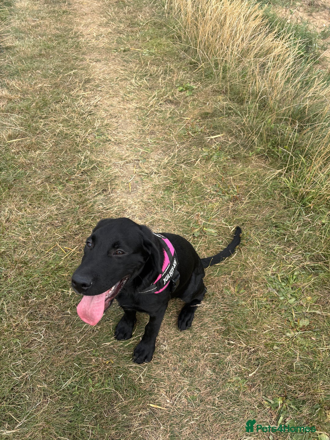 Labrador Retriever dogs for sale: labrador retriever - Advert 20