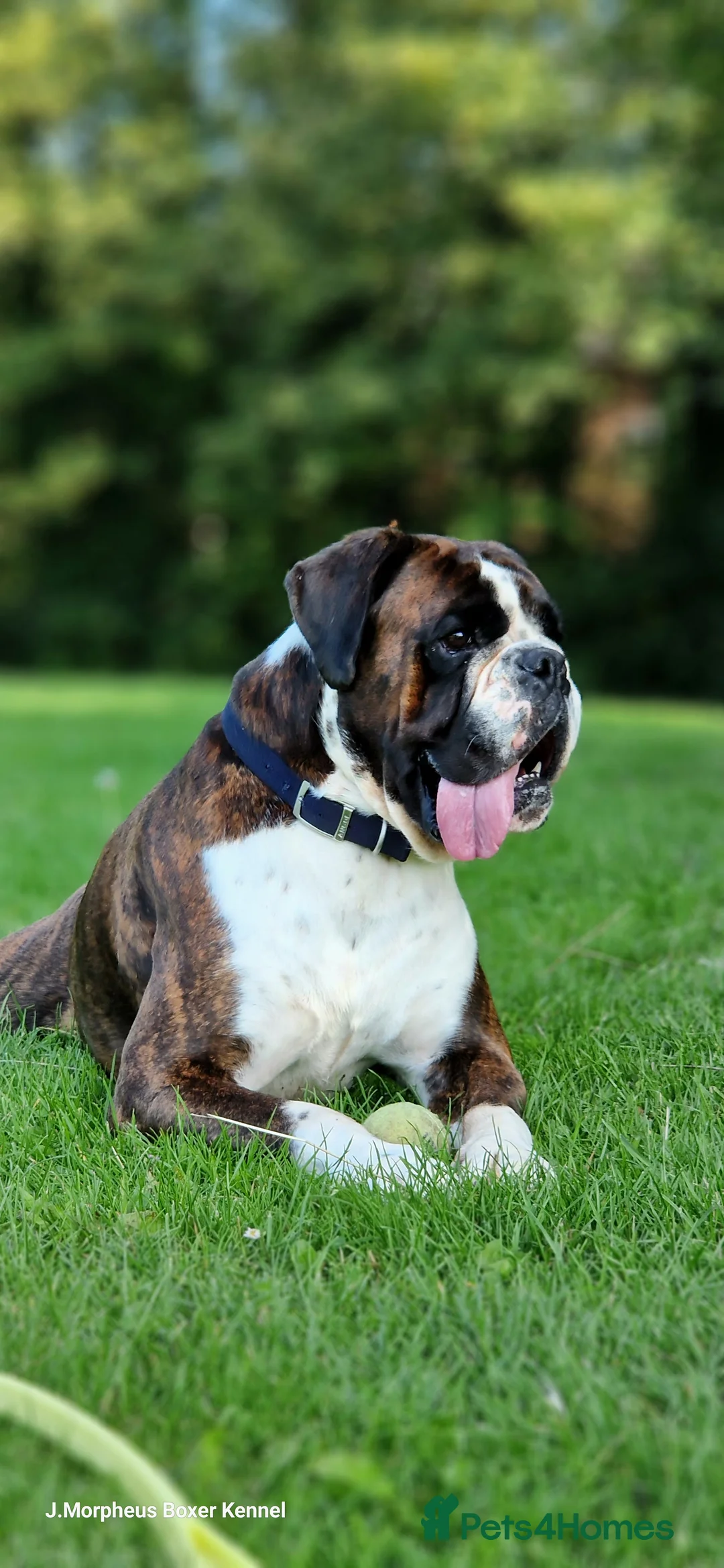 Boxer dogs for stud: 100% pure German Boxers in Norwich - Advert 7
