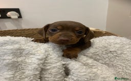 Dachshund dogs for sale: Dachshund puppies  - Image 7