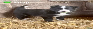Border Collie Puppy 3