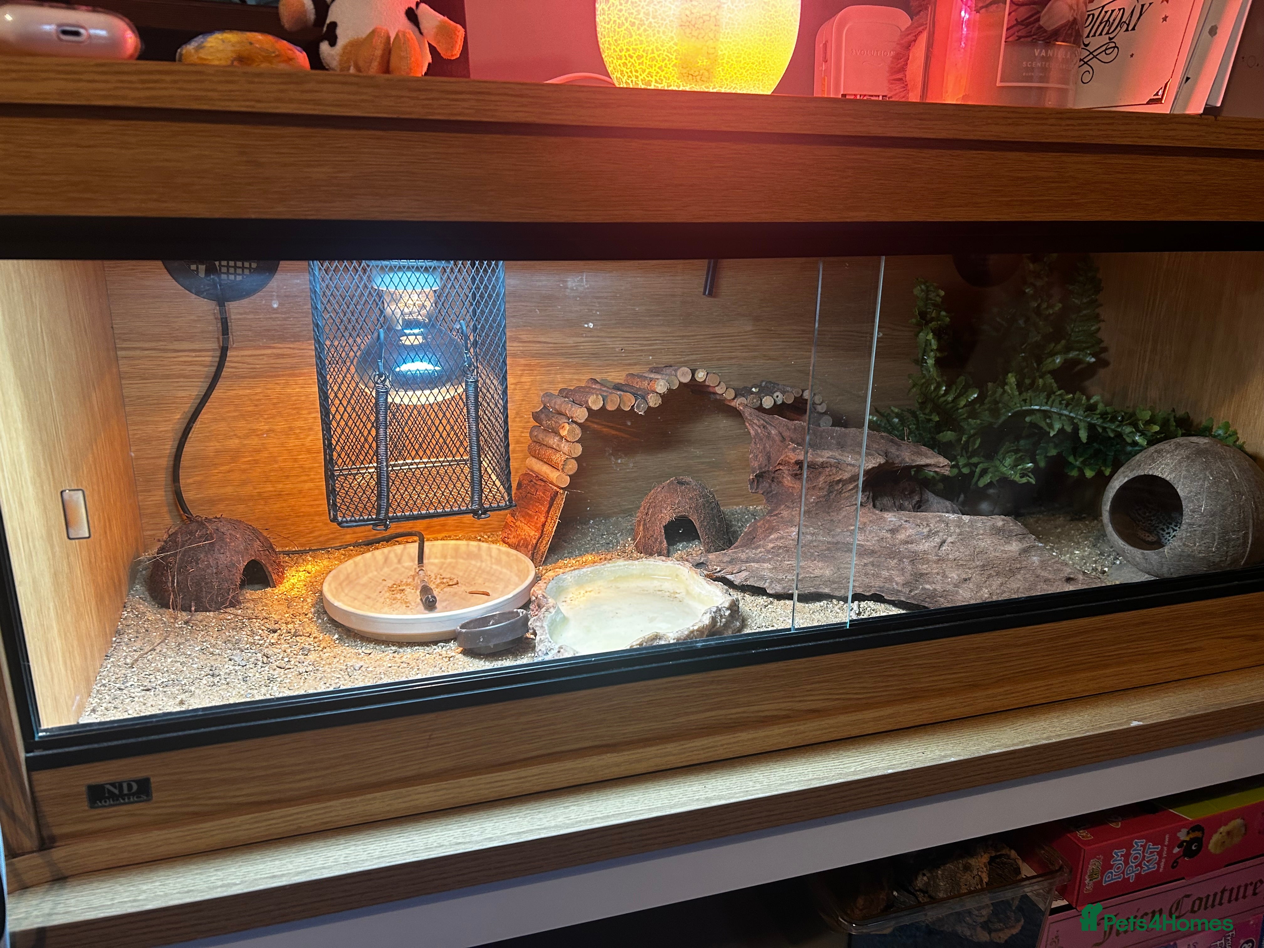 Leopard Gecko reptiles Lizzy  - Advert 1