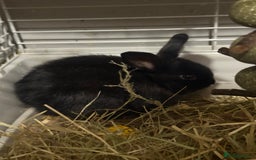 Mini Lion Lop rabbits for sale: lionlop baby bunny’s  - Image 8