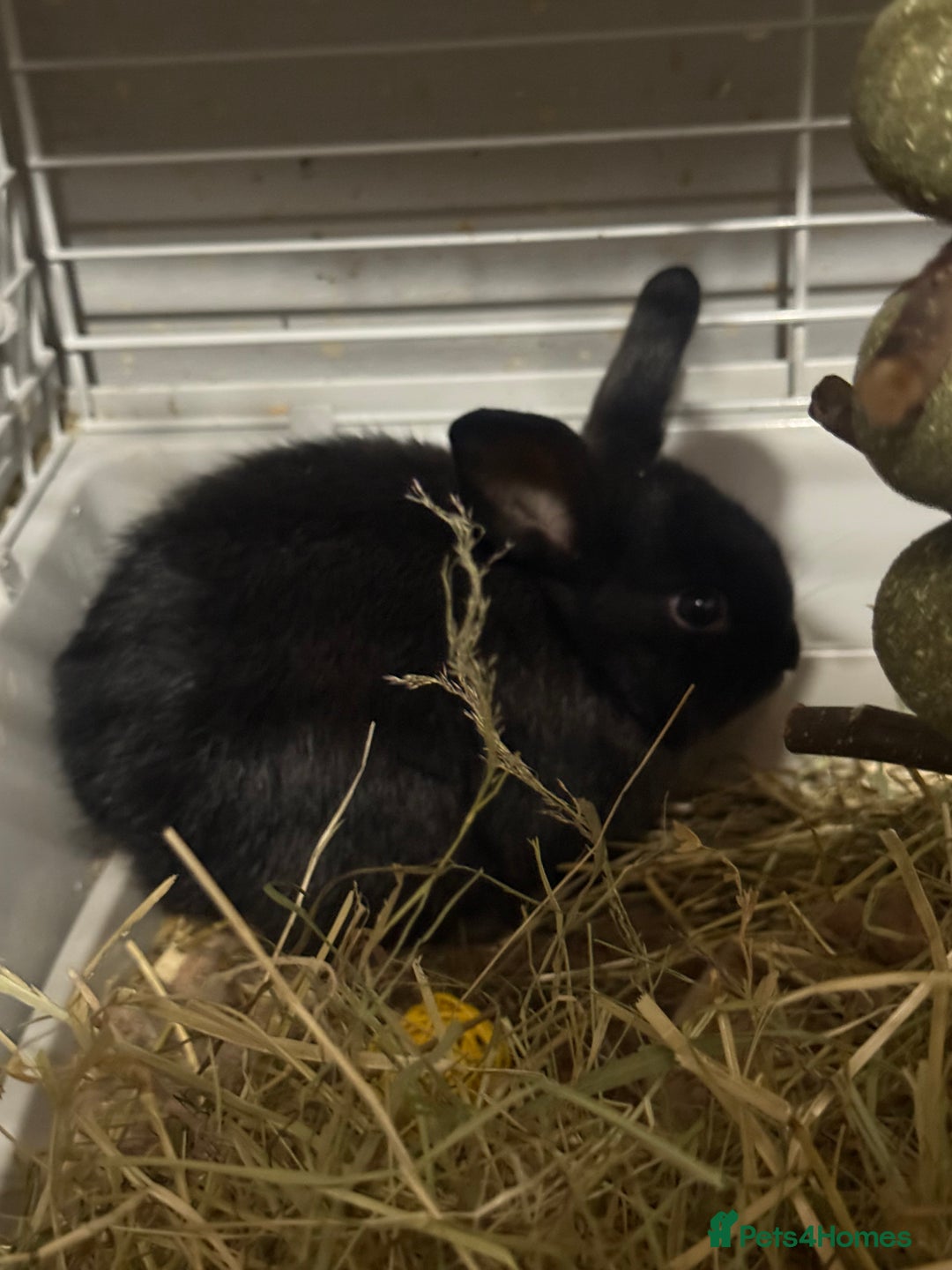 Mini Lion Lop rabbits for sale: lionlop baby bunny’s  - Image 8