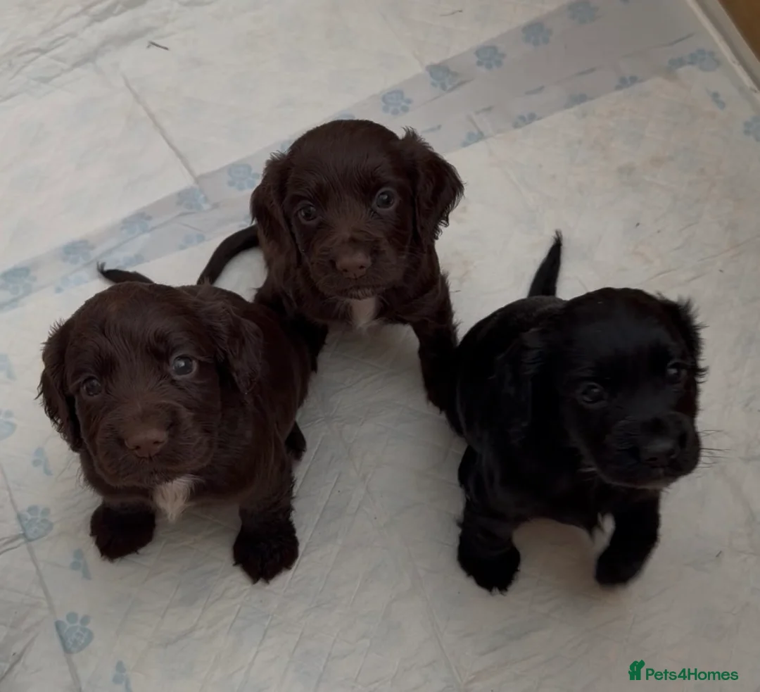 Cocker Spaniel dogs for sale: Gorgeous cocker spaniel (worker) girls - Advert 1