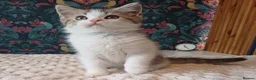 British Shorthair cats for sale: Adorable Brittish Shorthair kittens🐱 - Advert 14