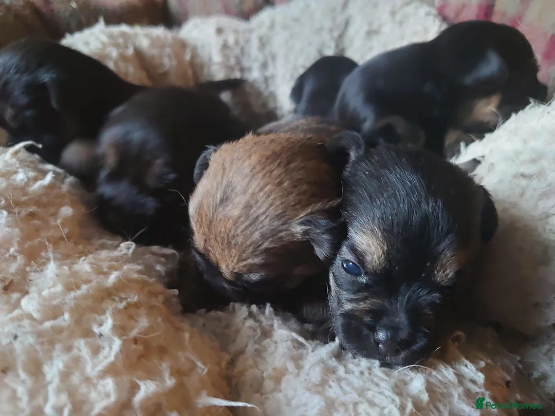 Border Terrier dogs for sale: 3 week old KC Border Terrier puppies for sale  - Advert 1