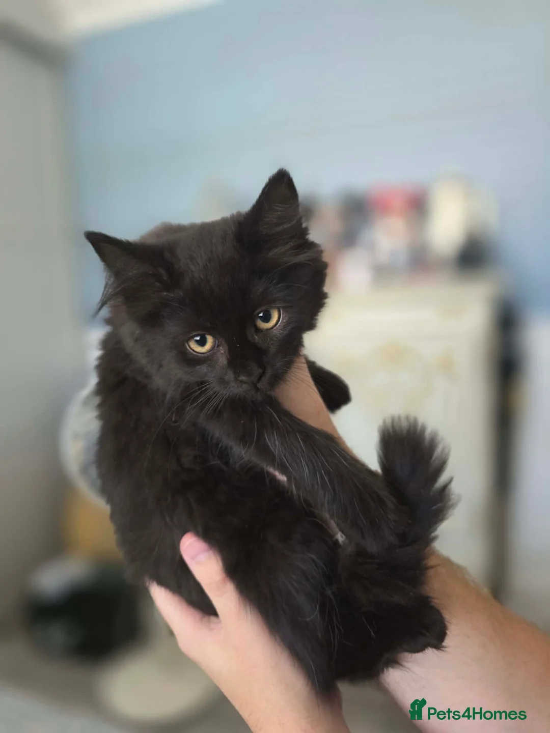 Mixed Breed cats for sale: 8 fluffy kittens ready for their new homes  - Advert 11
