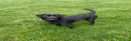 Cockerdor dogs for sale: GORGEOUS COCKERDOR PUPPIES💛🖤 - Advert 3