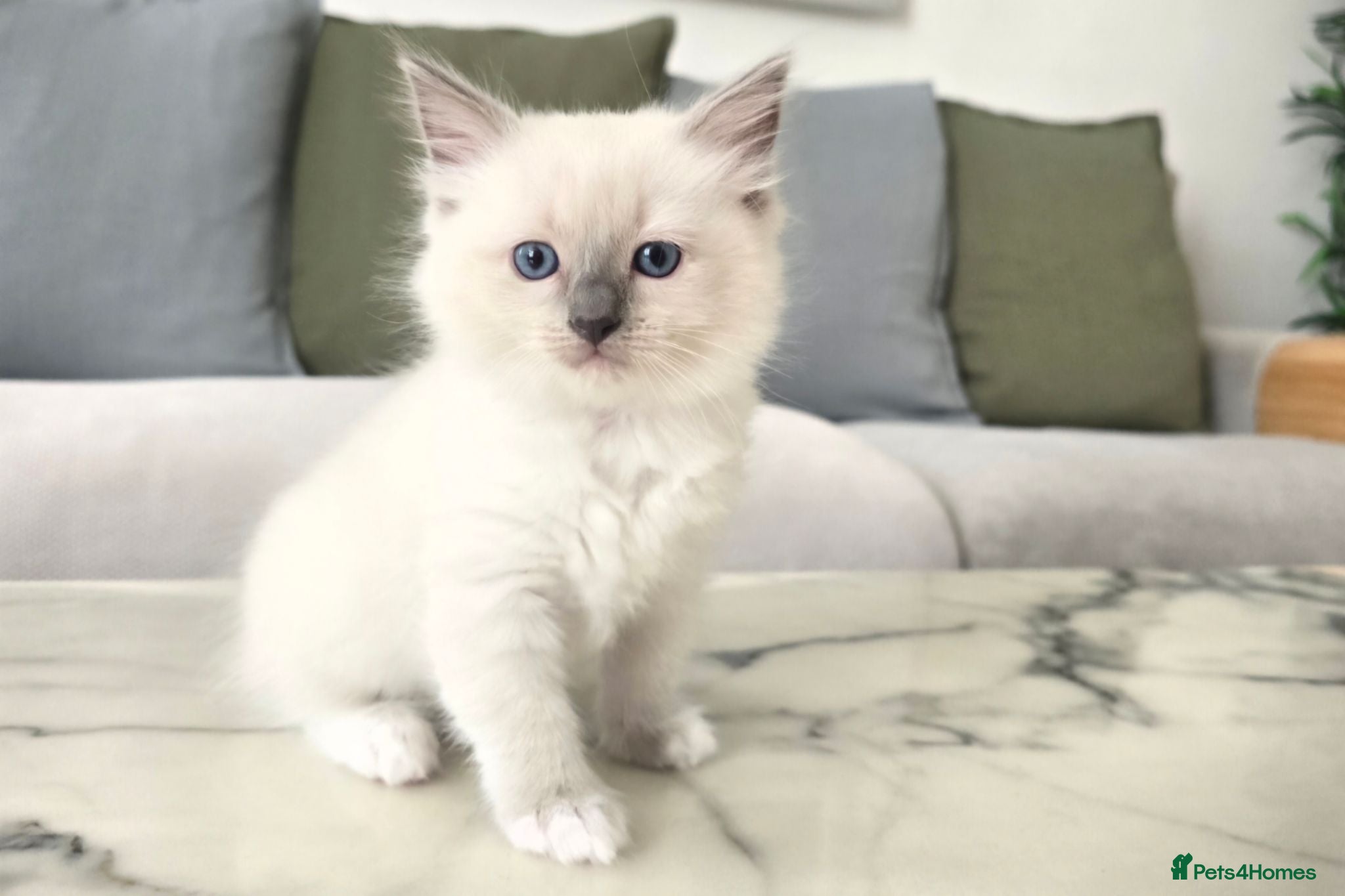 Ragdoll cats 🤍 Pure Ragdoll Kittens Ready to Reserve - Advert 1