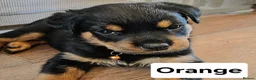 Rottweiler dogs for sale: 7 Rottweiler Pups - Advert 5
