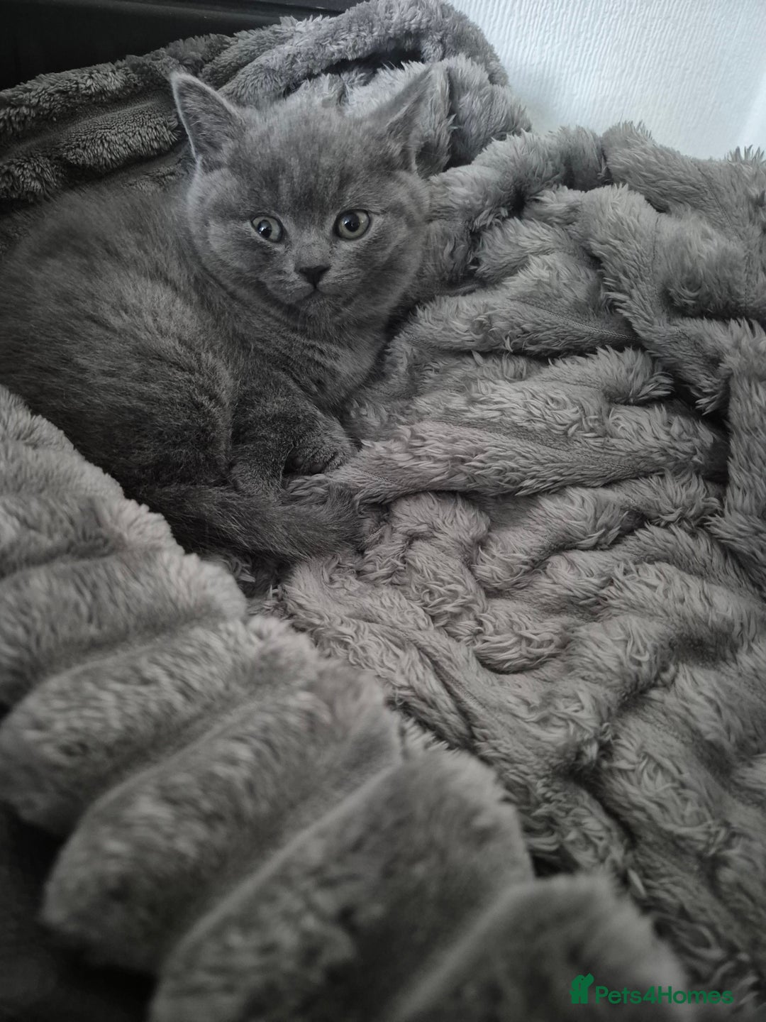 British Shorthair cats for sale: 1 cute British short hair blue kitten for sale  - Image 3