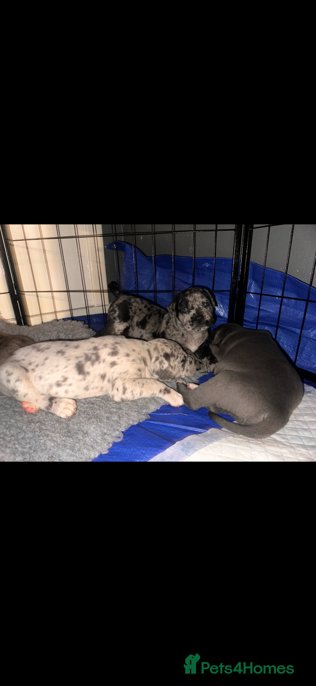 Mixed Breed dogs for sale: Stunning litter of puppies ***cheap*** - Advert 7