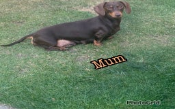 Miniature Dachshund dogs for sale: Kennel club registered dachshund puppys PRA clear  - Image 12