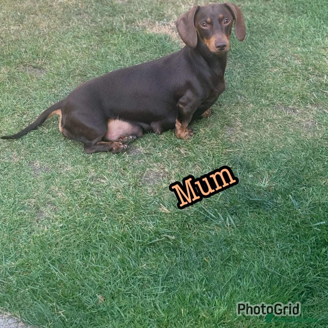 Miniature Dachshund dogs for sale: Kennel club registered dachshund puppys PRA clear  - Image 12