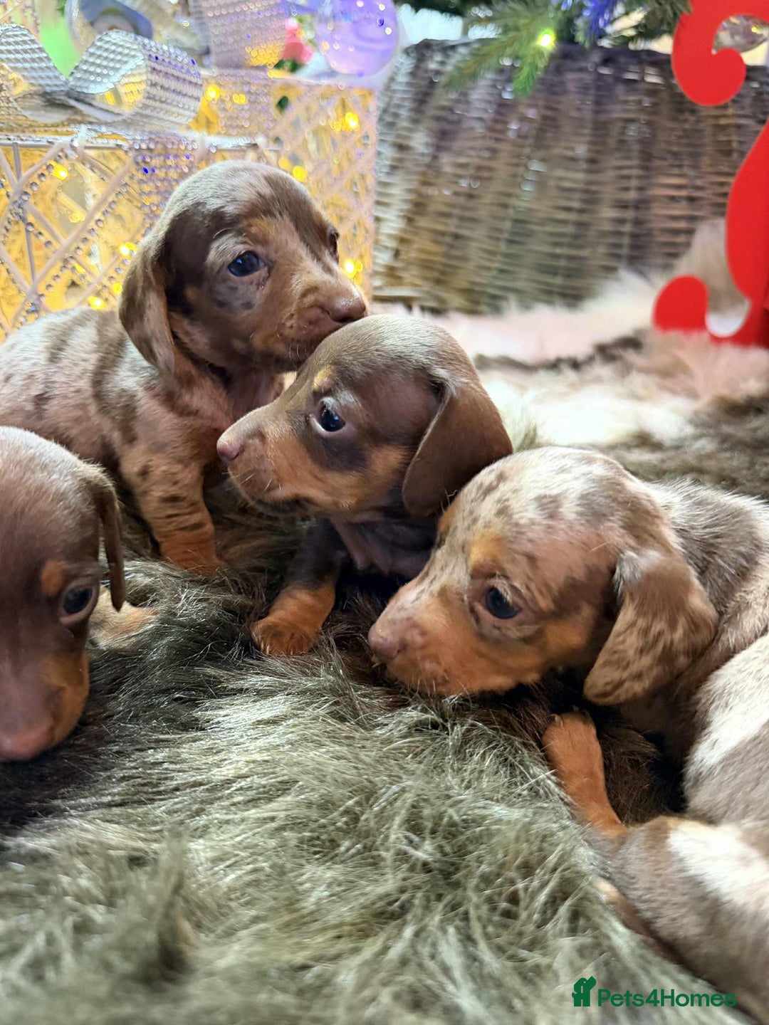 Miniature Dachshund dogs for sale: Miniature Daschunds Pra Clear  - Advert 12