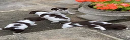 English Springer Spaniel dogs for sale: Pedigree English Springer Spaniel Pups KC Reg - Advert 8