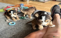 Cocker Spaniel dogs for sale: Beautiful sable puppies - Image 6