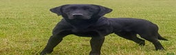 Labrador Retriever dogs for stud: Handsome hunter for stud (well proven) in Alfreton - Advert 3