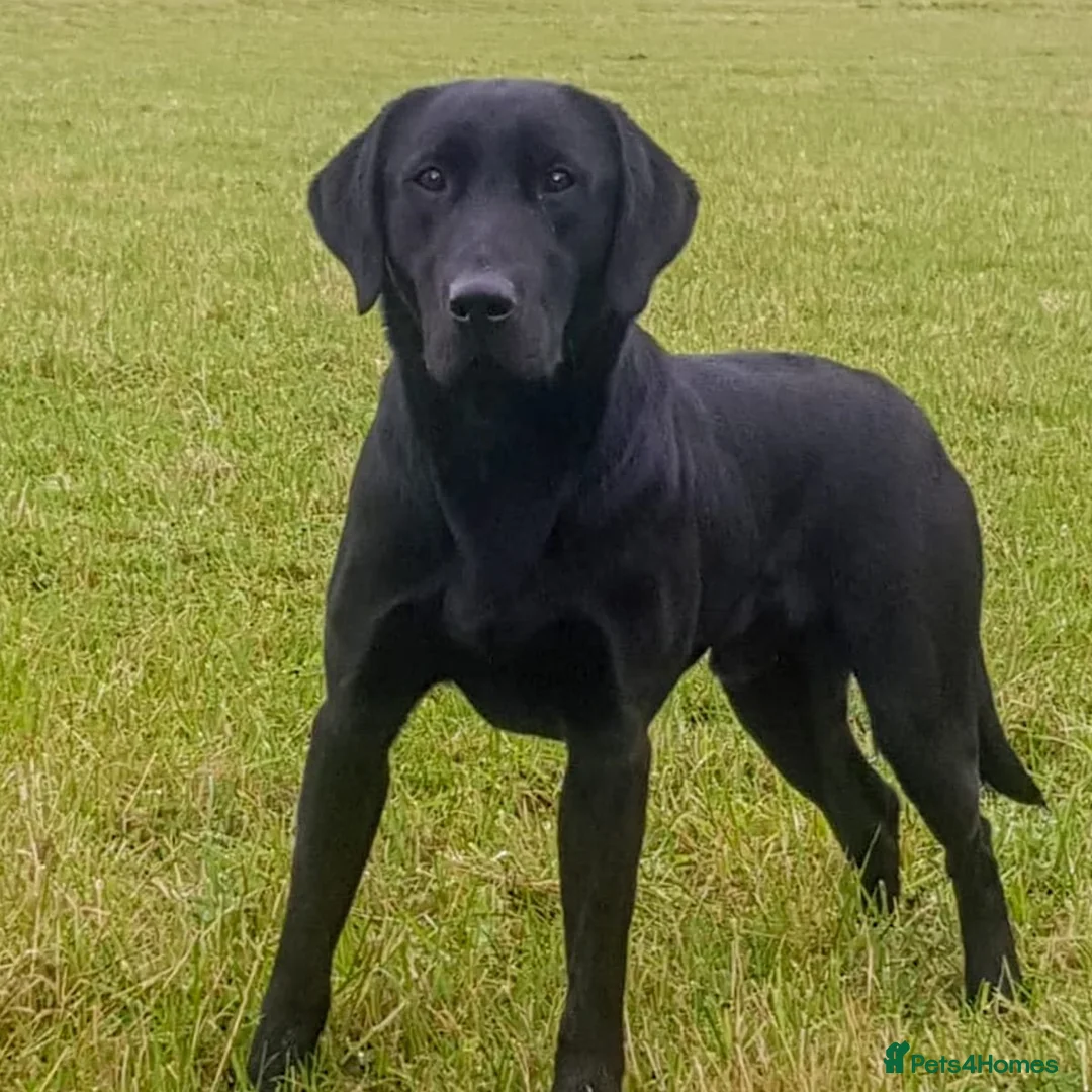Labrador Retriever dogs for stud: Handsome hunter for stud (well proven) in Alfreton - Advert 3