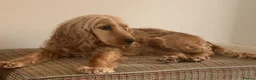 Cocker Spaniel dogs for sale: Show Cocker Spaniel - Advert 4
