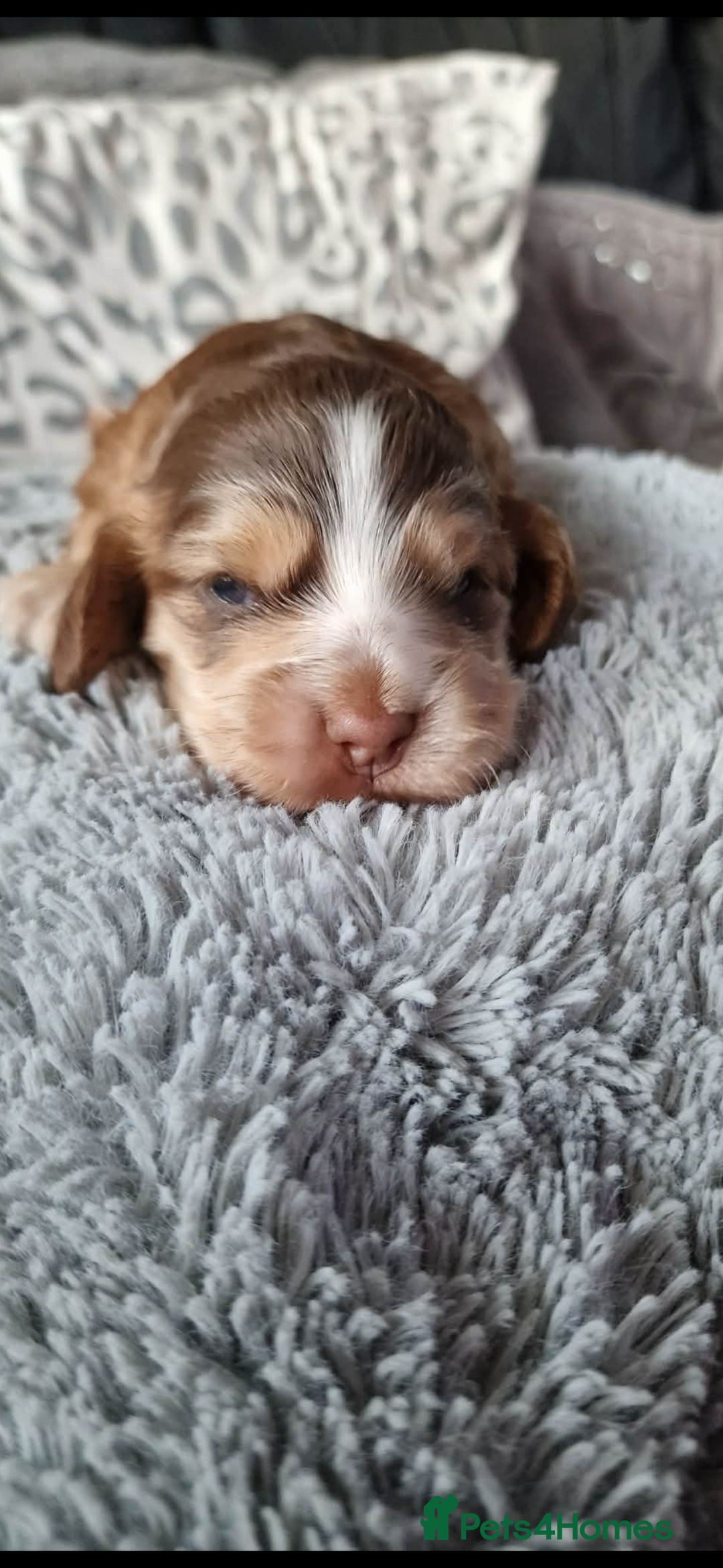 Cocker Spaniel dogs for sale: Lemon roan showtype cockerspaniel - Advert 9