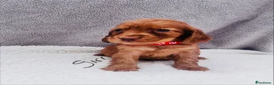 Cocker Spaniel 7 red