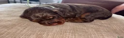 Cocker Spaniel dogs for sale: Working cocker spaniel puppies - Advert 4