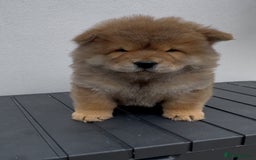 Chow Chow dogs for sale: Stunning fawn chow chow puppy almost ready to leav - Image 1