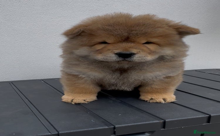 Chow Chow dogs - Advert 1