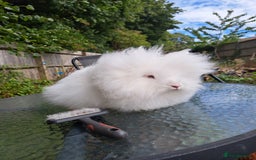 Lionhead rabbits for sale: Pure bred double maned lionhead girl - Image 4