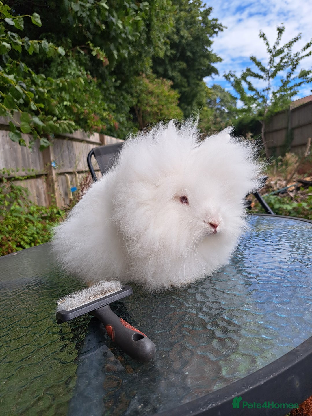 Lionhead rabbits for sale: Pure bred double maned lionhead girl - Image 4