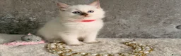 Ragdoll cats for sale: Stunning 🌟 Ragdoll Kittens 🌟  - Advert 12