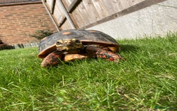 Tortoise reptiles for sale: Redfoot Tortoise £100 ONO - Image 6