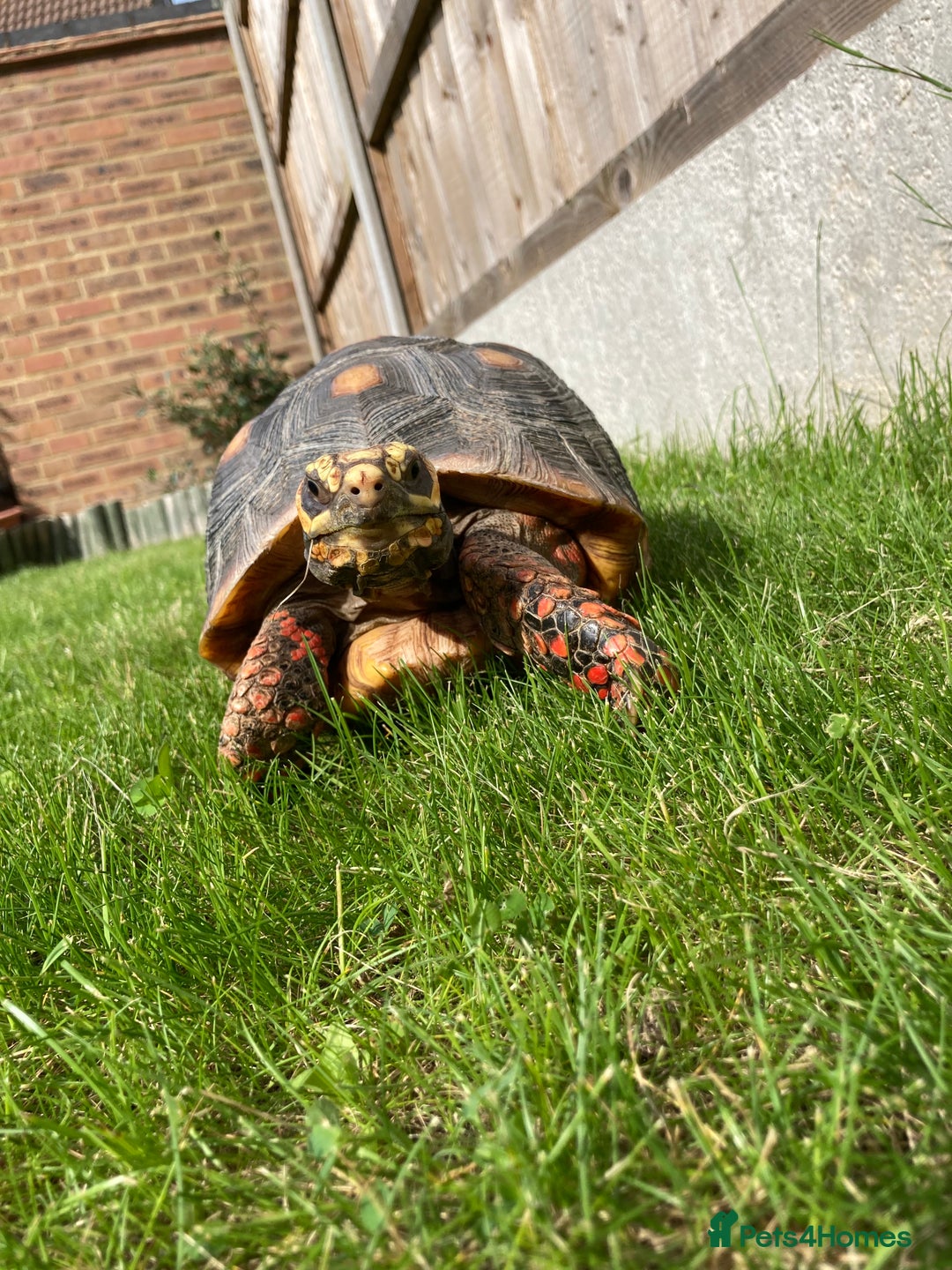 Tortoise reptiles for sale: Redfoot Tortoise £100 ONO - Image 6
