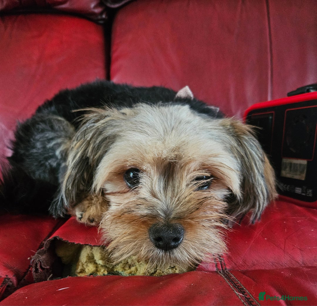 Mixed Breed dogs for sale: Shihpoo x Pomeranian girl available - Advert 4