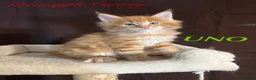 Maine Coon cats for sale: TICA Registered Full Maine Coon Kittens - Advert 3