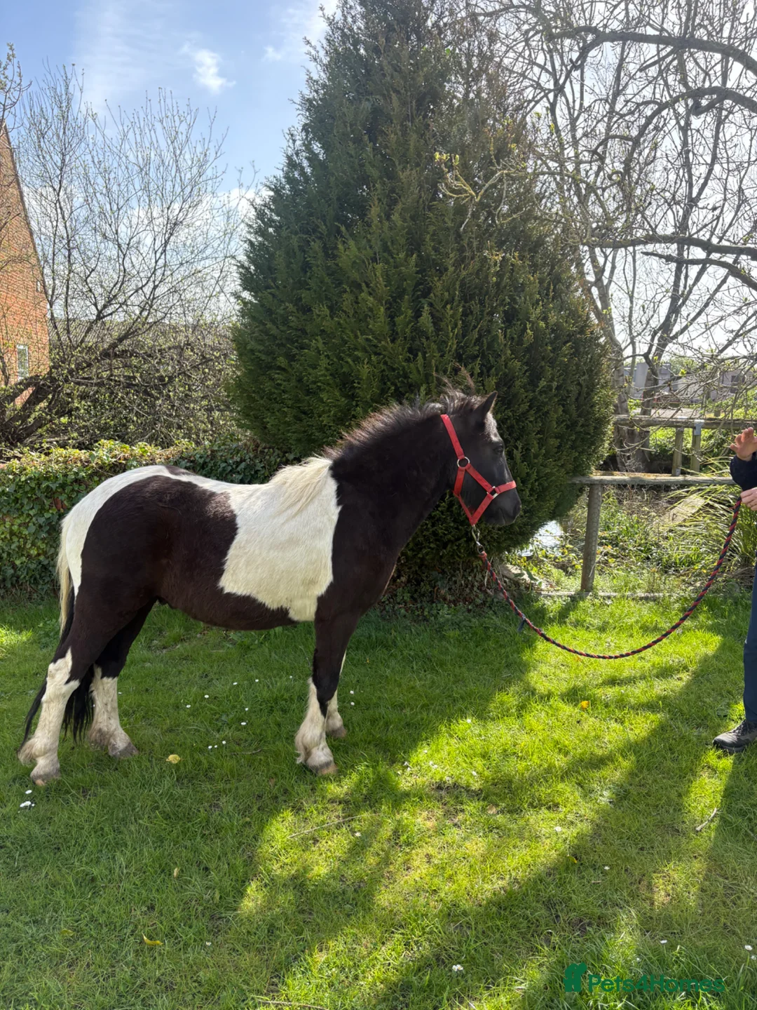 Dartmoor horses for sale: Pretty, well handled and quiet 2 year old gelding - Advert 2