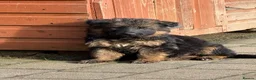 German Shepherd dogs for sale: Pure show line German Shepherd  - Advert 5